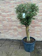 Super mooie Olijfboom Olijfbomen Olijf boom Olijf bomen, 100 tot 250 cm, Olijfboom, Zomer, Ophalen