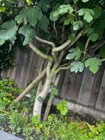 Vijgenboom, Bloeit niet, Overige soorten, 100 tot 250 cm, Ophalen