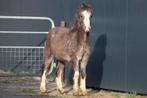 Meerdere welsh A merrie en hengstveulens, Meerdere dieren, A pony (tot 1.17m), 0 tot 2 jaar