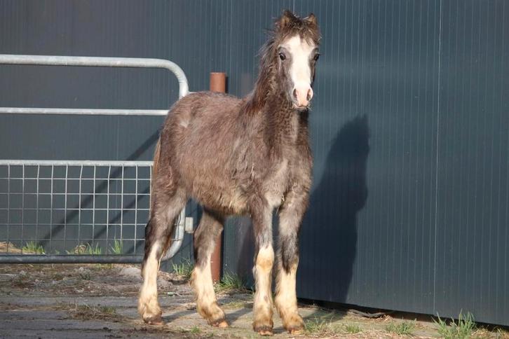 Meerdere welsh A merrie en hengstveulens, Dieren en Toebehoren, Pony's, Meerdere dieren, A pony (tot 1.17m), 0 tot 2 jaar