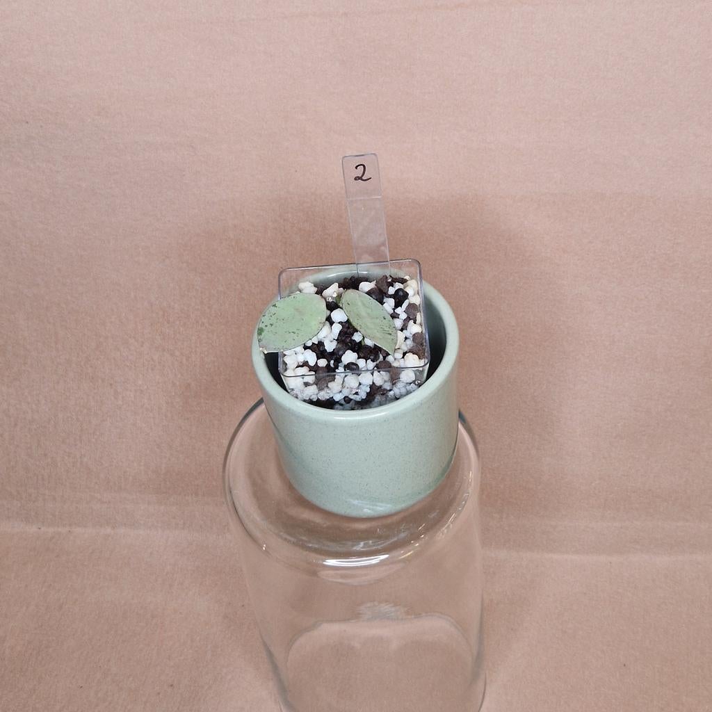 Hoya Lacunosa Mint Coin 2, Overige soorten, Minder dan 100 cm, Bloeiende kamerplant, Halfschaduw