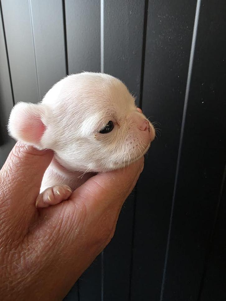 Zeer mooie chihuahua pups 4 reutjes, Dieren en Toebehoren, Honden | Chihuahua's en Gezelschapshonden, Reu, Chihuahua, Particulier