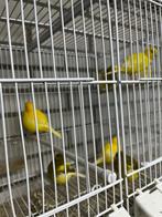 Kanaries /five fancys 10 stuks, Dieren en Toebehoren, Meerdere dieren, Kleurkanarie