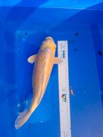 Koi karper koikarper yamabuki