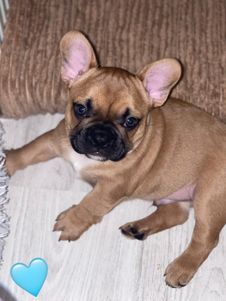 Franse bulldog pups, Parvo, 8 tot 15 weken, Bulldog, Meerdere