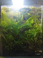 Prachtig nano aquarium, Ophalen, Zo goed als nieuw, Gevuld zoetwateraquarium