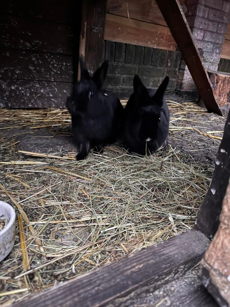 2 zwarte dwergkonijnen, Dieren en Toebehoren, Konijnen, Meerdere dieren, Groot
