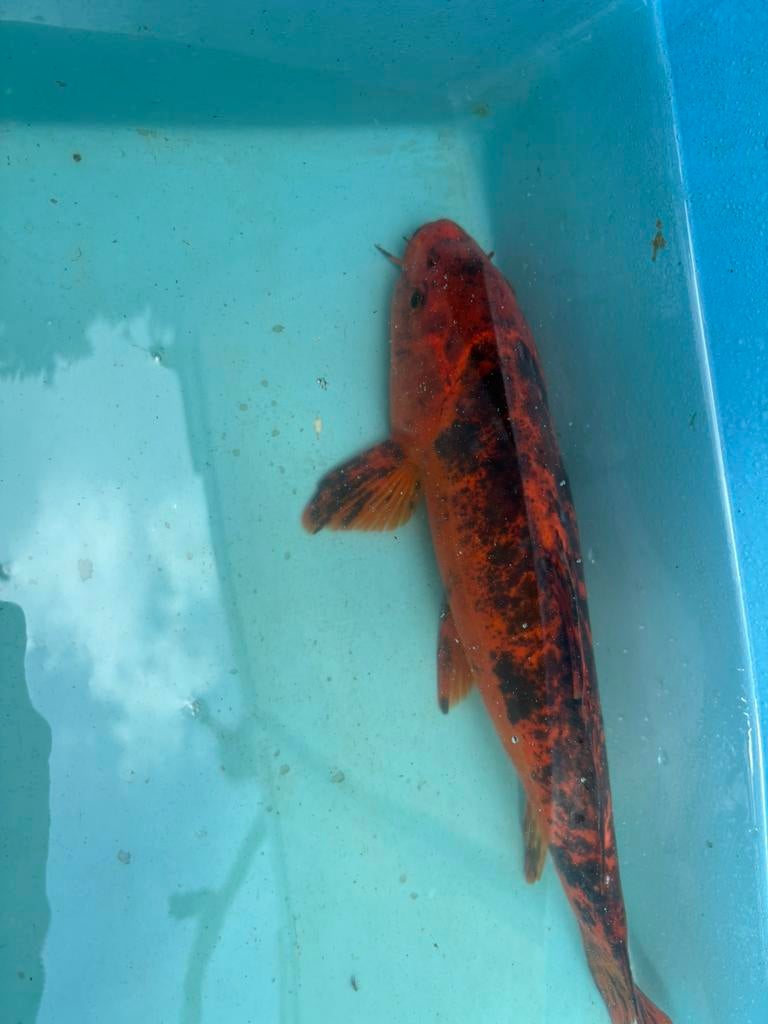 Rood zwart koi koikarper vis vissen vijver karper koi, Karper of Koi