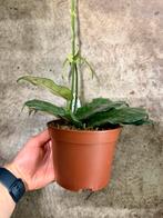 Hoya Villosa p12, Ophalen of Verzenden