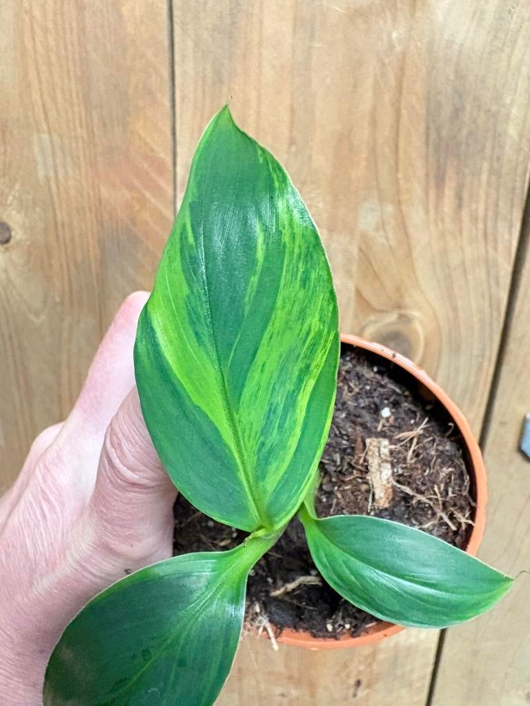 Musa basjoo variegata plant aurea yellow lime green, Ophalen of Verzenden, Halfschaduw, Minder dan 100 cm