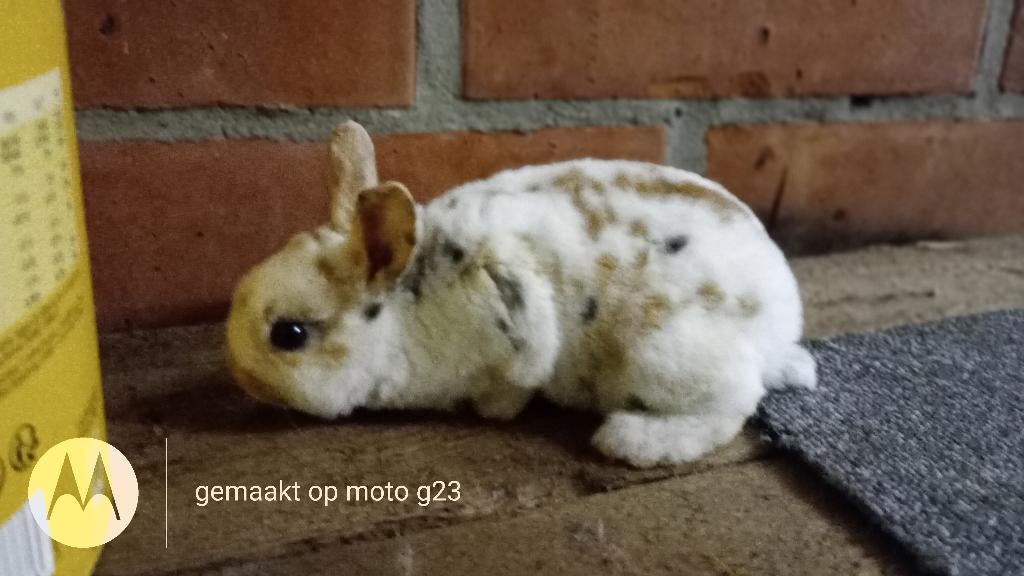 Dwerg rex rammetje in tri- color., Dieren en Toebehoren, Konijnen, Mannelijk, Dwerg, 0 tot 2 jaar