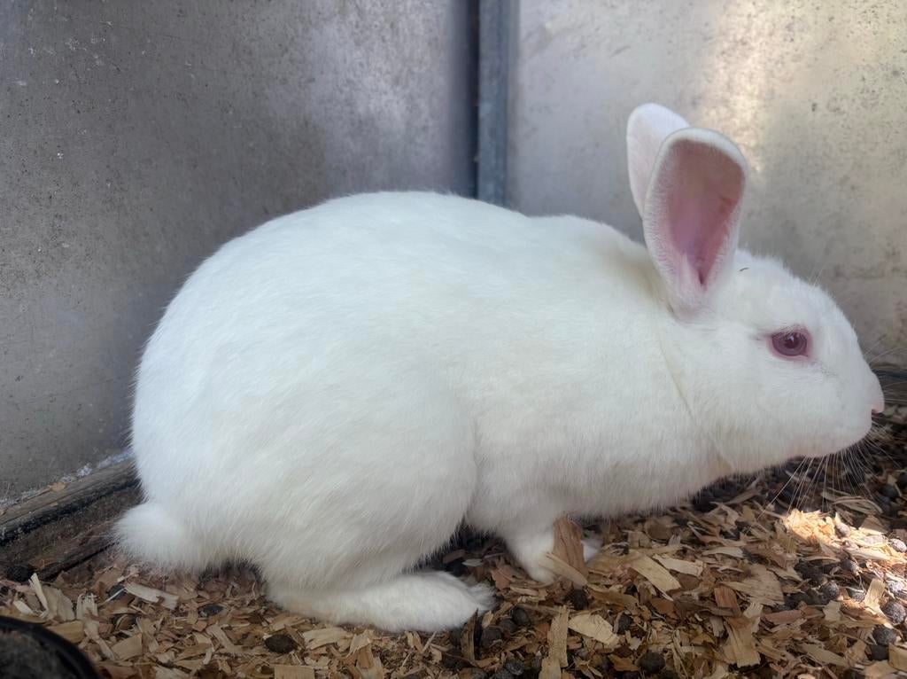 Nieuw zeelander ram, Dieren en Toebehoren, Mannelijk, Dwerg