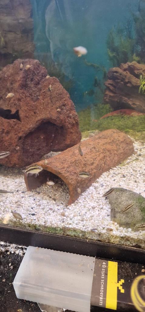 kersenbuiken en black mollies, Dieren en Toebehoren, Vis, Zoetwatervis