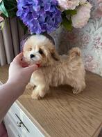 Exclusieve Maltipoo F1 pups ( Maltezer / Asian Toy Poedel), Dieren en Toebehoren, Overige rassen, 8 tot 15 weken, Parvo, Meerdere dieren