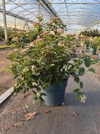 Viburnum Tinus 30/40 en 40/50, Overige soorten, Vaste plant, Ophalen of Verzenden, Halfschaduw