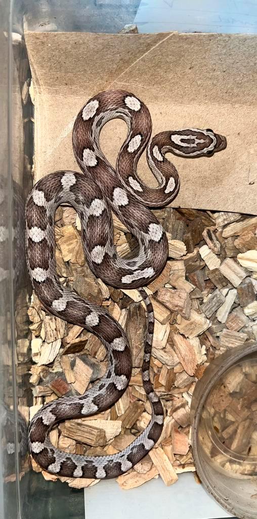 Jonge vrouwelijke rattenslang ghost m/s + Rat Snake - female for sale from Nancy