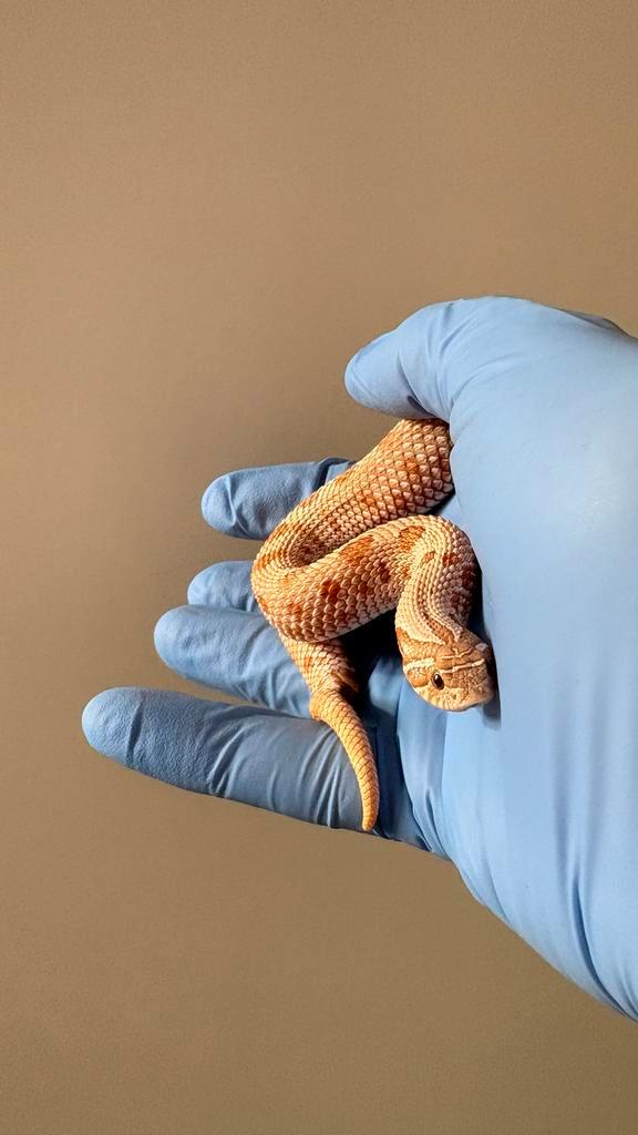 Heterodon Nasicus: 1.1 Conda Arctic Toffee Belly het Sable