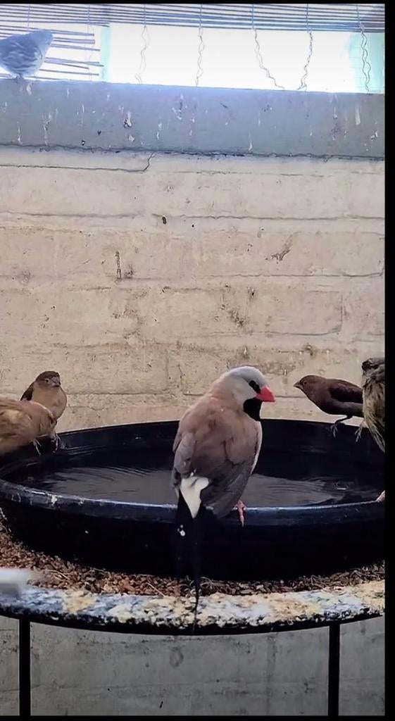 Gezocht nieuw huisje, Dieren en Toebehoren, Vogels | Kanaries