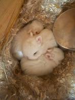 Dwergkonijntjes blauwoog pool, Dieren en Toebehoren, Konijnen, Meerdere dieren, Dwerg