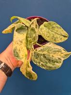 Scindapsus Crème Brulee p12 (7)