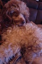 🩷 Choco merle toy/dwerg poedel teefje - STAMBOOM 🩷, Dieren en Toebehoren, Parvo, 1 tot 2 jaar, Teef, Eén hond