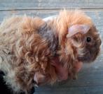 Tk prachtig lunkarya beertje, Cavia, Mannelijk, Januari, Tam