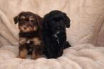 Prachtige havapoo pups havanezer x toy poedel, Parvo, Nederland, Overige rassen, 8 tot 15 weken