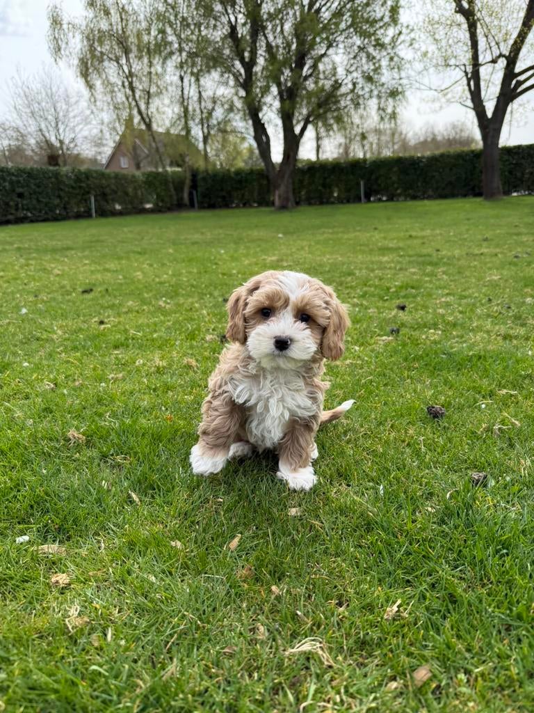 Maltipoo (Maltezer x Poedel) pups, Dieren en Toebehoren, Poedel, Parvo, Nederland, 8 tot 15 weken
