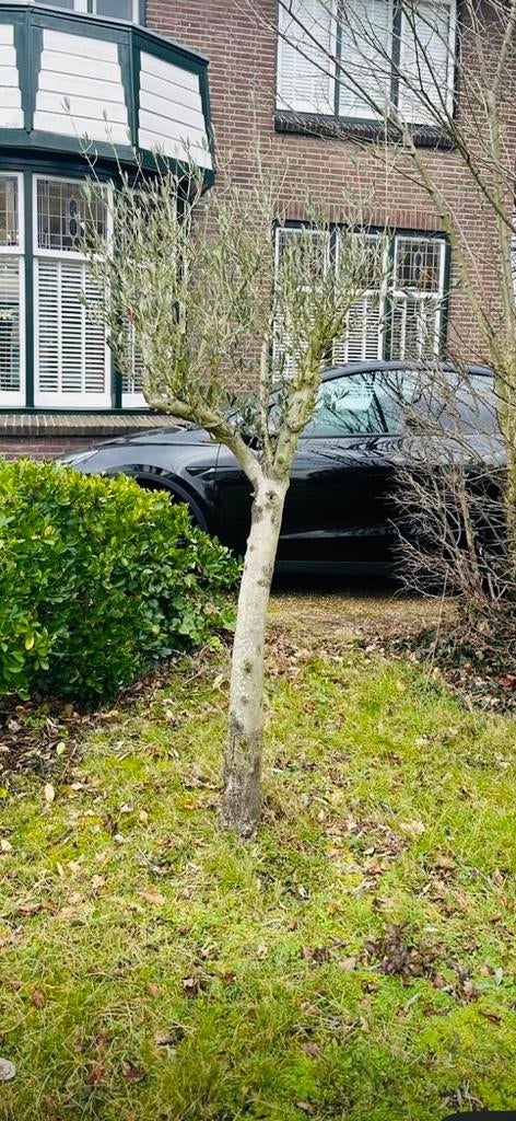 Olijfboom met dikke stam, 20 jaar oud, 2,50m hoog, Volle zon, Vaste plant, Zomer, Ophalen