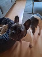 Oppas voor hondjes, Ophalen of Verzenden