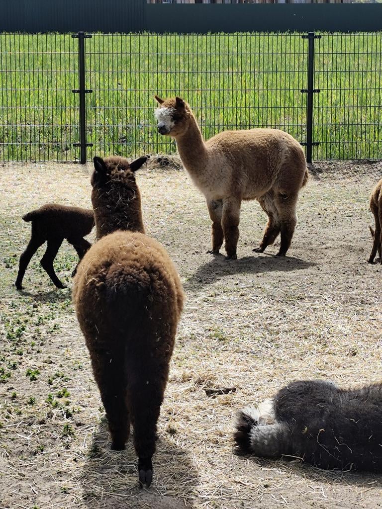 Alpaca merries, Dieren en Toebehoren, Januari, Meerdere dieren