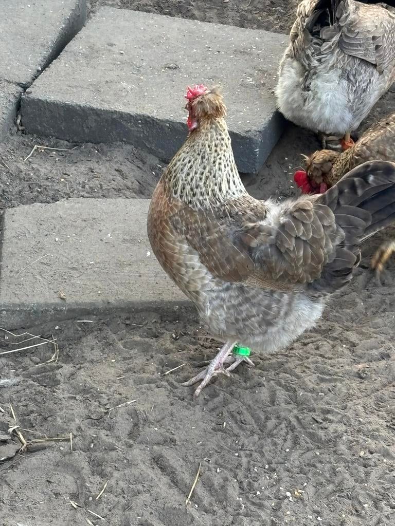 Cream legbar hennen, 2 stuks, Vrouwelijk, Kip