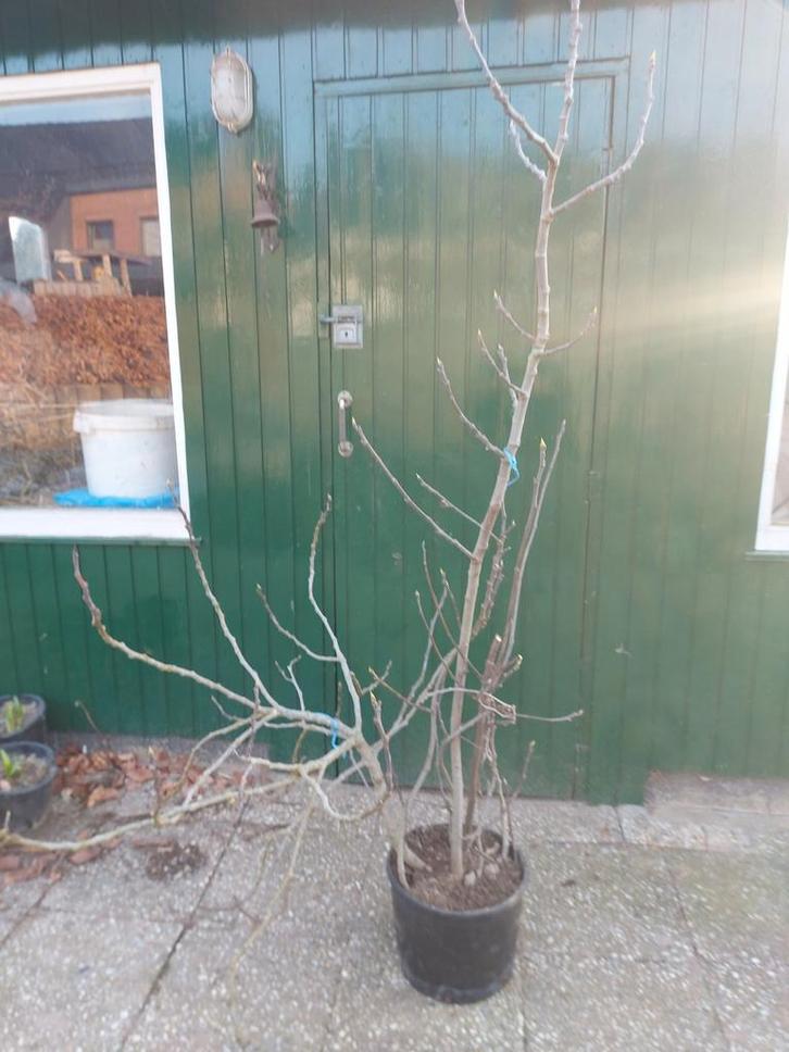 Vijgenstruik, Tuin en Terras, Planten | Fruitbomen, Ophalen