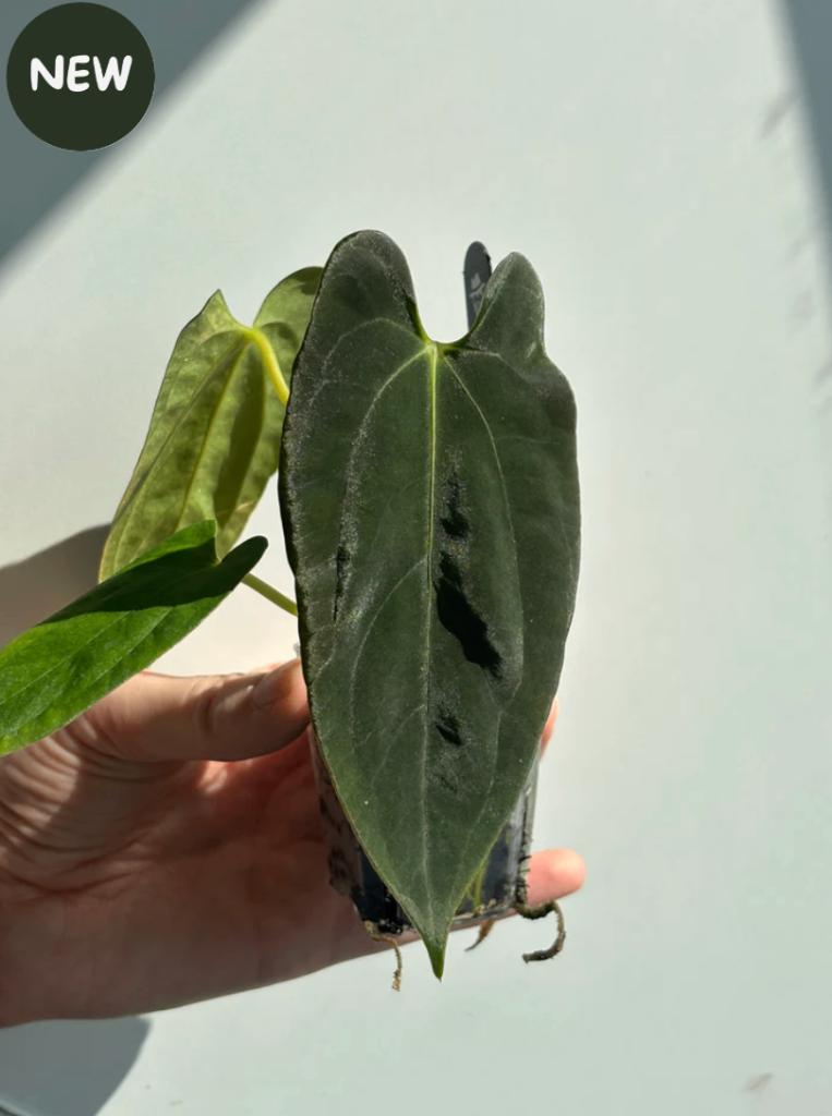 Anthurium Fort Sherman x (AOS x BVEP) by Kartel Daun, Ophalen of Verzenden, Halfschaduw, Minder dan 100 cm