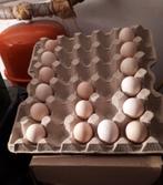 Broedeieren Wyandotte kriel, Geslacht onbekend, Kip