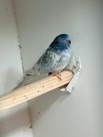 Te koop splendids&bourkes mannen poppen, Dieren en Toebehoren, Vogels | Parkieten en Papegaaien, Meerdere dieren, Parkiet