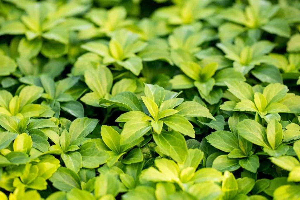 Pachysandra bodembedekker, Ophalen of Verzenden, Halfschaduw