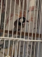 0-1 Witoorbuulbuul, Vrouwelijk