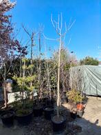 Grote ginkgo biloba japanse notenboom, Ophalen, Halfschaduw, Overige soorten