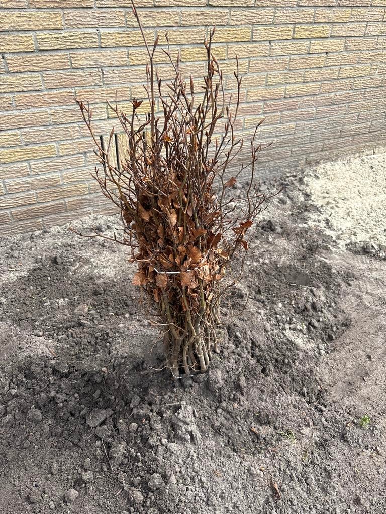 Beukenhaag - Fagus sylvatica groen, Tuin en Terras, Vaste plant, Bloeit niet, Halfschaduw, Ophalen