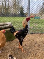 2 Indio Gigante hanen, Dieren en Toebehoren, Pluimvee, Mannelijk, Kip