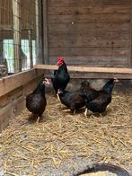 Barnvelder kriel, Dieren en Toebehoren, Meerdere dieren, Kip