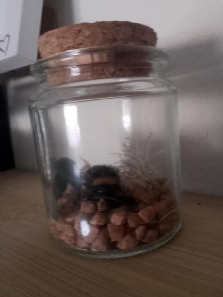 Taxidermy, Verzamelen, Dierenverzamelingen, Ophalen, Zo goed als nieuw, Insect, Beeldje of Figuurtje