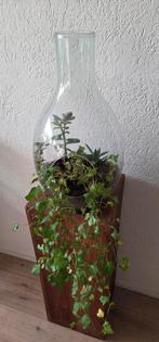 Terrarium flessentuin vaas met echte planten, Ophalen, In pot, Halfschaduw, Minder dan 100 cm