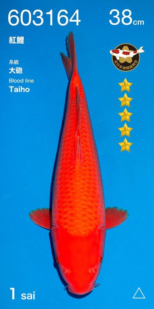 Taiho Benigoi Ogata, Dieren en Toebehoren, Karper of Koi