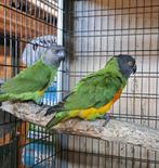 Diverse papegaaien, Dieren en Toebehoren, Meerdere dieren, Papegaai, Geringd