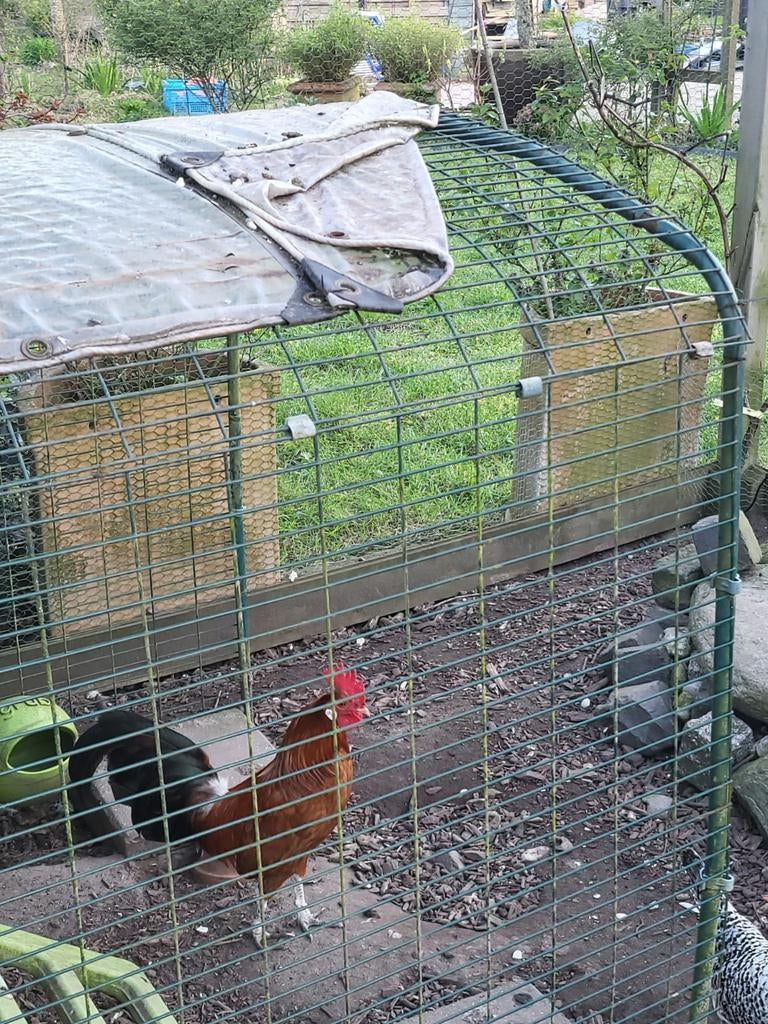 Assendelfter haantje gratis, Ophalen, Kippenhok of Kippenren