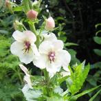Zaden Verbascum Blattaria, Verzenden, Volle zon