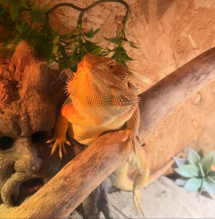 Man Baardagaam met terrarium en toebehoren Bearded Dragon - male for sale from Kayleigh de Bruijn