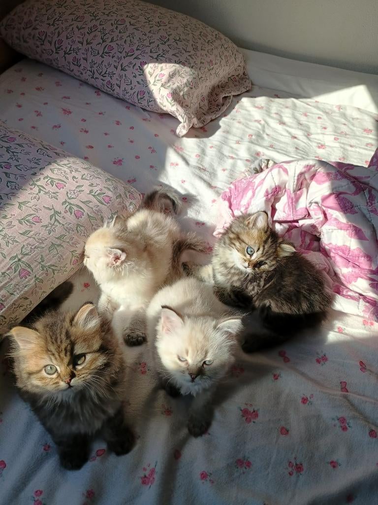 Ragdoll x britislanghaar, Meerdere dieren